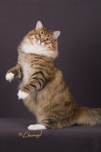 Siberian Cats — Charodey Cattery Adult Photos