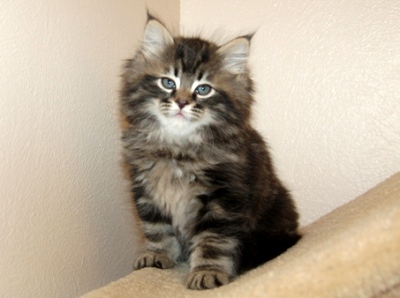 siberian tabby kitten