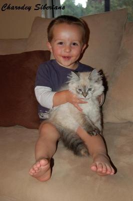 Charodey Siberian Cats