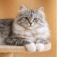 TICA Grand Champion<br>CHARODEY ANNETTE