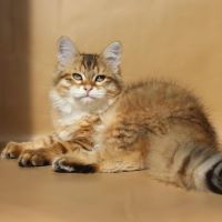 VLASTALINE DARLING OF CHARODEY