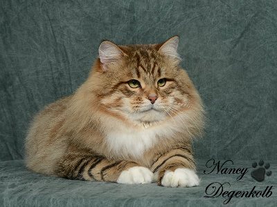 Altyn Onix Gloria of Charodey