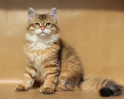 Vlastaline Darling of Charodey